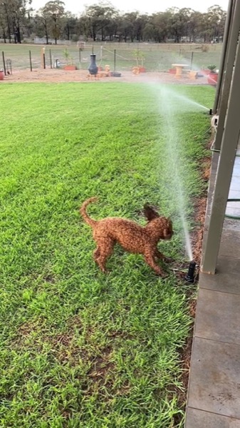 A dog running through the spray from a sprinkler on a green lawn